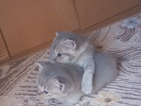 Koca kafa kediler