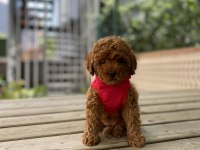 Safkan Red Brown Toy Poodle Bebekler