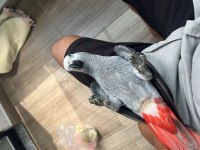 ÖZEL BEBEK JAKO JUMBO BOY JAKO PAPAĞANI