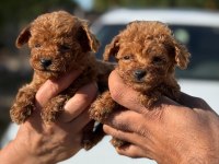 BÜYÜMEYEN AŞILI WC EĞİTİMLİ PREMIUM TOY POODLE
