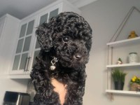 Orijinal toy poodle yavrular