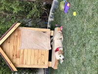 Yavru golden retriever