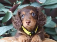 LONGHAİR EŞSİZ GÜZELLİKTE DACSHUND (SOSİS)