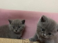Safkan british shorthair yavrularımız yeni yuvalarına hazır