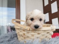 Maltipoo Yavrularımızı Canlı Görerek Alabilirsiniz