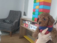 Toy poodle yavrular