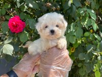 Safkan maltese terrier yavruları