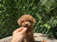 Orjinal Toy Poodle Yavrumuz