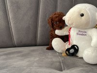 Kore poodle ırkının en iyisi teacup