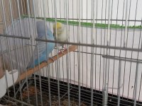1 çift muhabbet kuşu