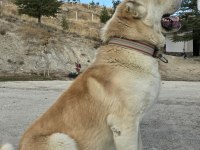 Aslan yavrusu dişi ücretsiz köpeğimiz