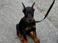 Izin belgeli üretim çiftliğinden doberman kapıda öde
