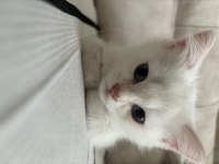 British shorthair yavrularımıza yuva arıyoruz