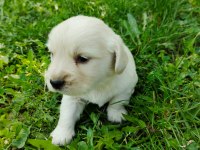 Golden Retriever Yavrular Teslime Hazır