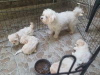 2 aylık safkan Maltese Terrier