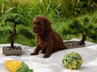 Ev üretimi sağlık garantili toy poodle