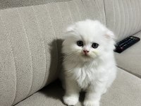 Bembeyaz yavru scottish fold kedimiz