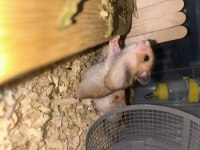 Minik tatlı hamsterlarımıza yuva arıyoruz