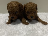 Teacup kore kan 1 aylık poodle yavrular