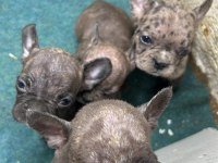 Güzeller güzeli french bulldog bebeklerimiz