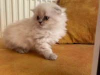 Mükemmel huylu lynx point scottish fold