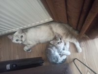 British shorthair tabby