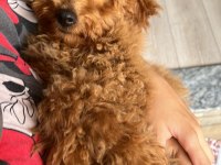 Toy poodle 3 aylık dişi eğitimli