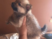 Pofuduk Pomeranian Minişler