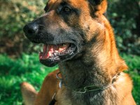 FCI/KIF Şecereli Şampiyon Kan Hattı Malinois Yavrular