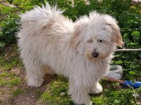 9 aylık erkek tüm aşıları tam maltipoo