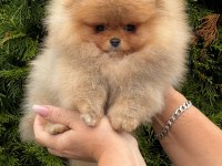 Mersin pomeranian yavrular