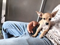 3 buçuk aylık erkek pinscher