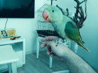 Bebek Alexander Papağanı 4 Aylık