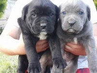 Cane corso İtaliano yavrular
