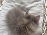 Rusya kanı üst sınıf british longhair