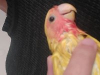 3 Aylık Sarı Kırmızı Renginde Sevda Papağanı