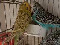 Jumbo muhabbet kuşu yavruları