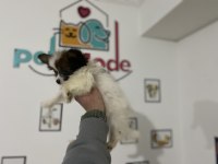 Petmode Köpek Çiftliğinden  tea cup papillon yavrumuz