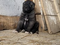 Satılık orjinal kangal yavruları