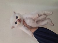 British shorthair beyaz kedimiz