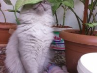 British longhair silver