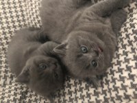 Erkek Gri Renk British Shorthair 8 Mart Doğumlu