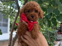 TOY POODLE ANNE ALTINDAN