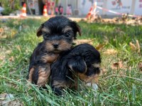 TEACUP Yorkshire terrier bebekler