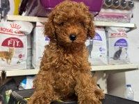 Kore Kan Poodle Bebeklerimiz