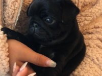15 ÇEŞİT MALZEME HEDİYELİ SİYAH PUG BEBEKLER