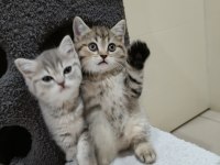 British shorthair saf ırk yavrular