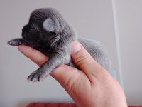 Şivava köpeklerimiz yeni yuvalarını arıyorlar