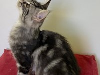 MCO dişi silver tabby