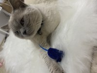 Blue Point Scottish Fold